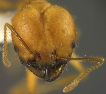 Media type: image;   Entomology 35188 Aspect: head frontal view